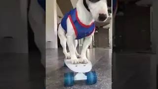 Mirza Chien Jack Russell qui apprend à faire du SkateBoard 👍🏻🤩🐶& BIM le Téléphone !!!