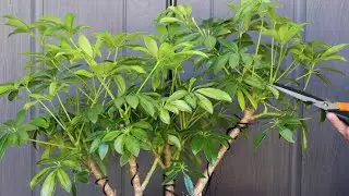 Pruning a clump-style variegated dwarf Schefflera Bonsai