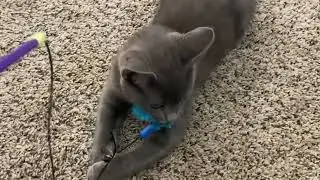 Kitten refuses to let go! So cute!! Cute cat video