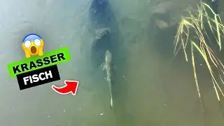 Raubfisch entdeckt - Beißt er an? 😱 🎣