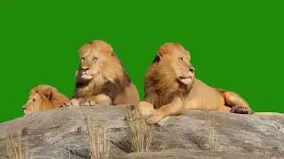 Lion Family