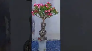 Adenium Obesum Plant | The Beauty Of Desert Rose #plants #desertrose #shorts #Adenium