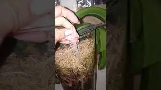 Избавляюсь от зеленых водорослей в вазе с помощью перекиси водорода.