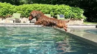 Hilarious Dachshund Goes Swimming