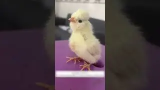 The guy thought he had picked up an ordinary chicken, but it turned out to be an unusually beauti...
