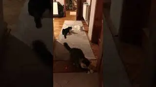 Crazy cat’s