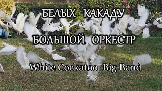 Белых Какаду Большой Оркестр