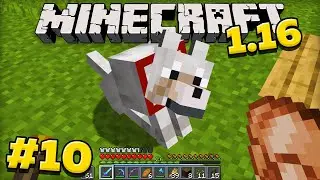 Minecraft 1.16 Survival Without Mods! Tamed a Dog in Minecraft! #10