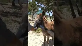 Donkey and emu share a popsicle! ☺️ #shorts #donkey #emu #notapet #popsicle #alveus #mayahiga