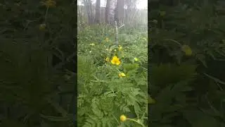 Звуки птиц# лютики-цветочки