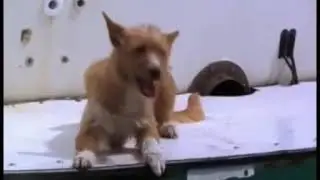 О Боже мой!!! Дельфин спас собачку от смерти!