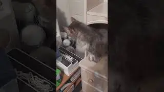Empty Bookshelf = Mischievous Cat #shorts #cats