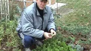 The Alkaline, Omega-3, Anti-Inflammatory, Anti-Cancer Garden