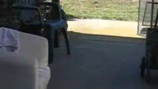 Momma Raccoon Eating