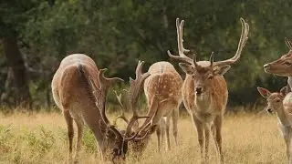#deer