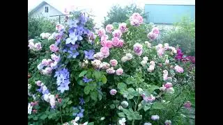 Важно! Совместимость удобрений, мои обоснования.