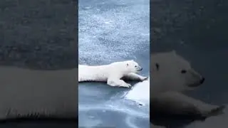 САМЫЕ УМНЫЕ ЖИВОТНЫЕ
