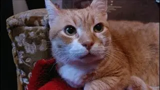 11 Ways To Show Your Cats Love That They Can Understand
