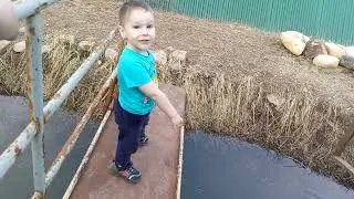 Полная победа над ЯНиной или всё идёт по плану.