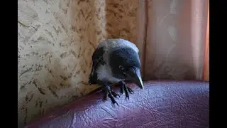 У Васи обед. Серая ворона.