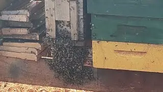 API SWARM COMING TO THE CORE | BREEDING BEES!
