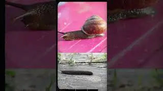 "Monsoon Wonders: Discover the Graceful World of Slugs 🌧️🐌"