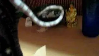 corn snake on sculpture