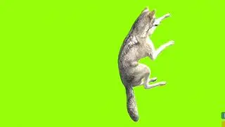 laying wolf green screen।cartoon green screen।wolf green screen। green screen।ostad animation