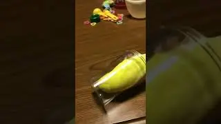 Попугай влюбился в куклу 😂👍 parrot fell in love with a doll👍👍👍👍