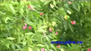 праздничная пневмохлопушка, 60 см бумажное кофетти
