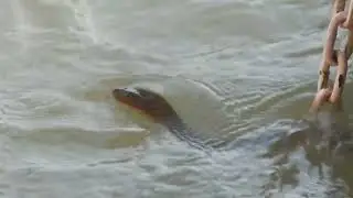 Sheshnag In Narmada River 😱
