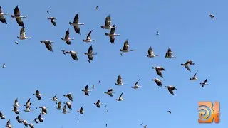 [HOUDINI DIGITAL ASSET] Procedural Flock of Birds Generator in Houdini