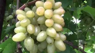 Виноград 