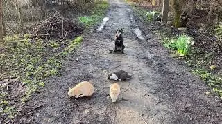 Кане-корсо 5 месяцев Боня! Команда сидеть с котами! Железная выдержка!