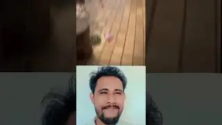 glitch Bombastic cat's 😍🤣