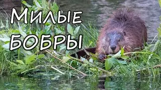 Североамериканский бобр