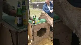 Олень на ЗОЖе