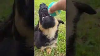 Puppy play