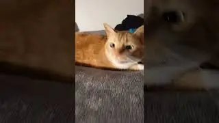Cat in a hat