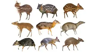 Species of Mouse-Deers, Chevrotains | Family: Tragulidae
