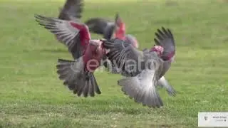 Chitrali song by Sultan Murad Khiyali/ bakht insanot hui doi rei matal sher