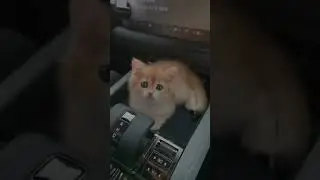 BYD Fang Cheng Mao Cat 5