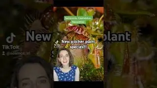 New pitcher plant species! #shorts