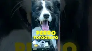 Tu Perrito 🐶 puede ser FOTÓGRAFO