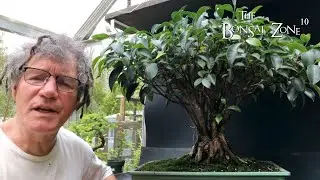 Working On The Ficus Sisters, Part 1, The Bonsai Zone, May 2023