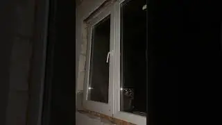 Енот смешно ест печеньку
