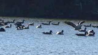 Lac du moulin (First 4K upload)