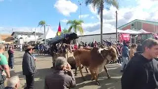 Araricá, carreata de bois na Festa das Azaléias parte II