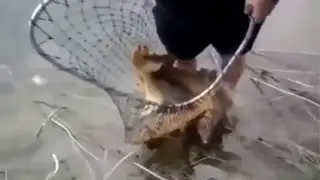 Net Fishing in Russia