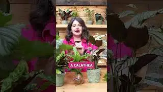Brita water for plants?!
